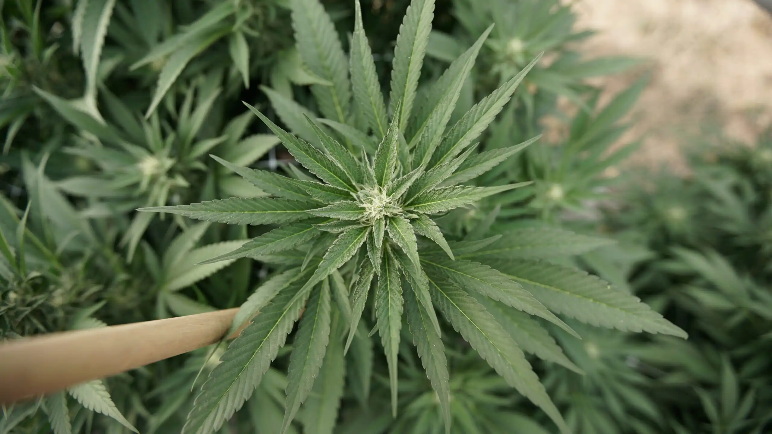 La Maison Blanche exprime ses inquiétudes concernant l'impact du cannabis sur la santé et son marketing (Newsletter : 5 mai 2026)