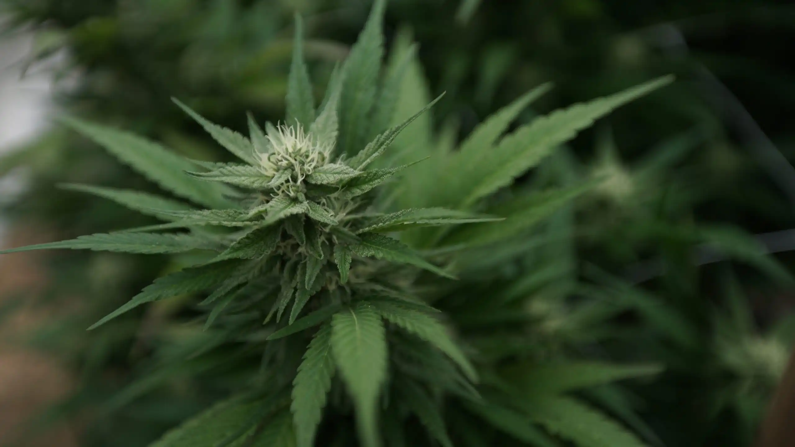 La DEA lance des inspections dans le secteur du cannabis et fixe la reprogrammation des audiences (Newsletter : 19 juin 2026)