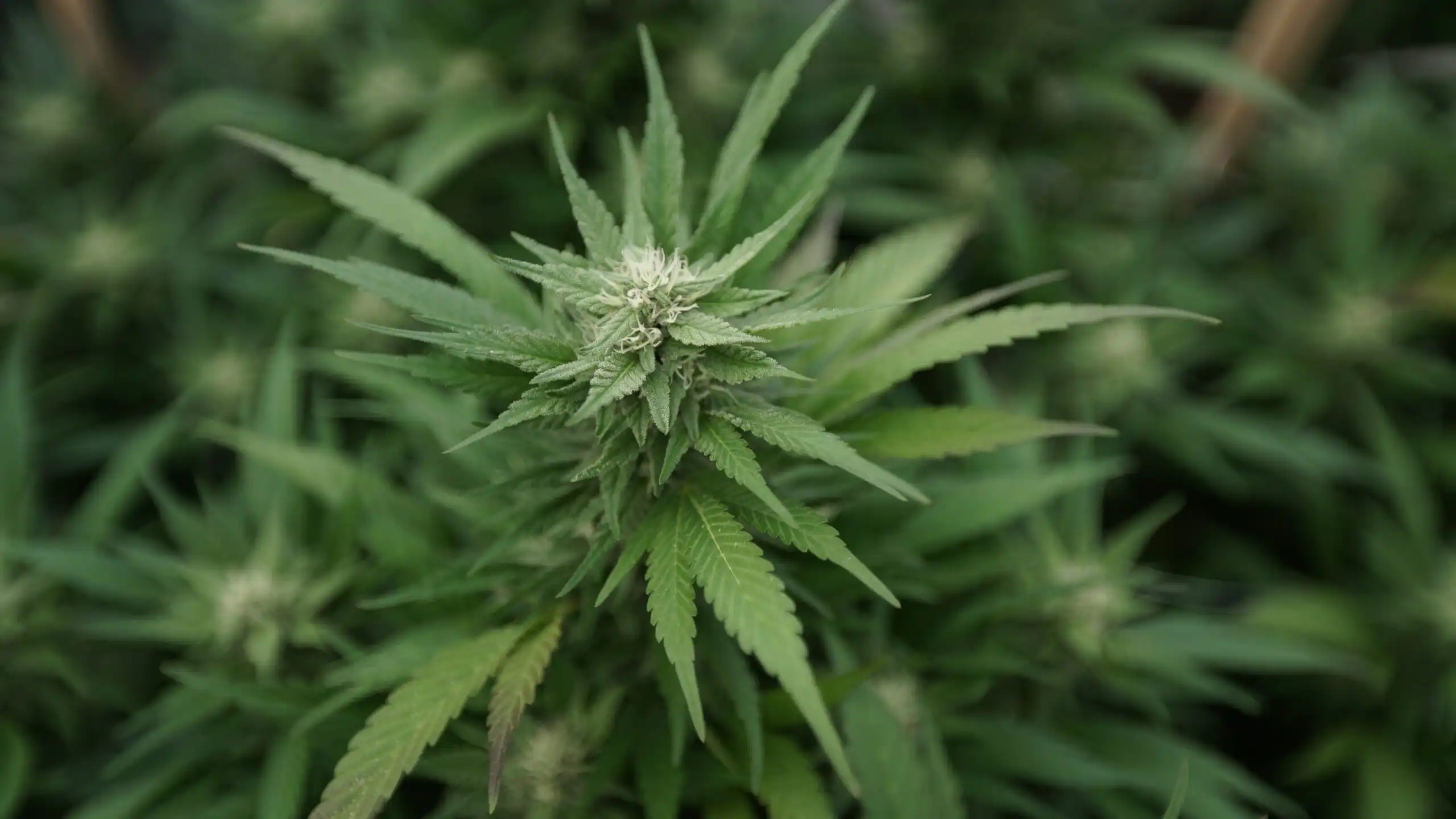 Le gouvernement fédéral ajoute de nouveaux composants de cannabis à la bibliothèque de recherche (Newsletter : 16 juin 2026)