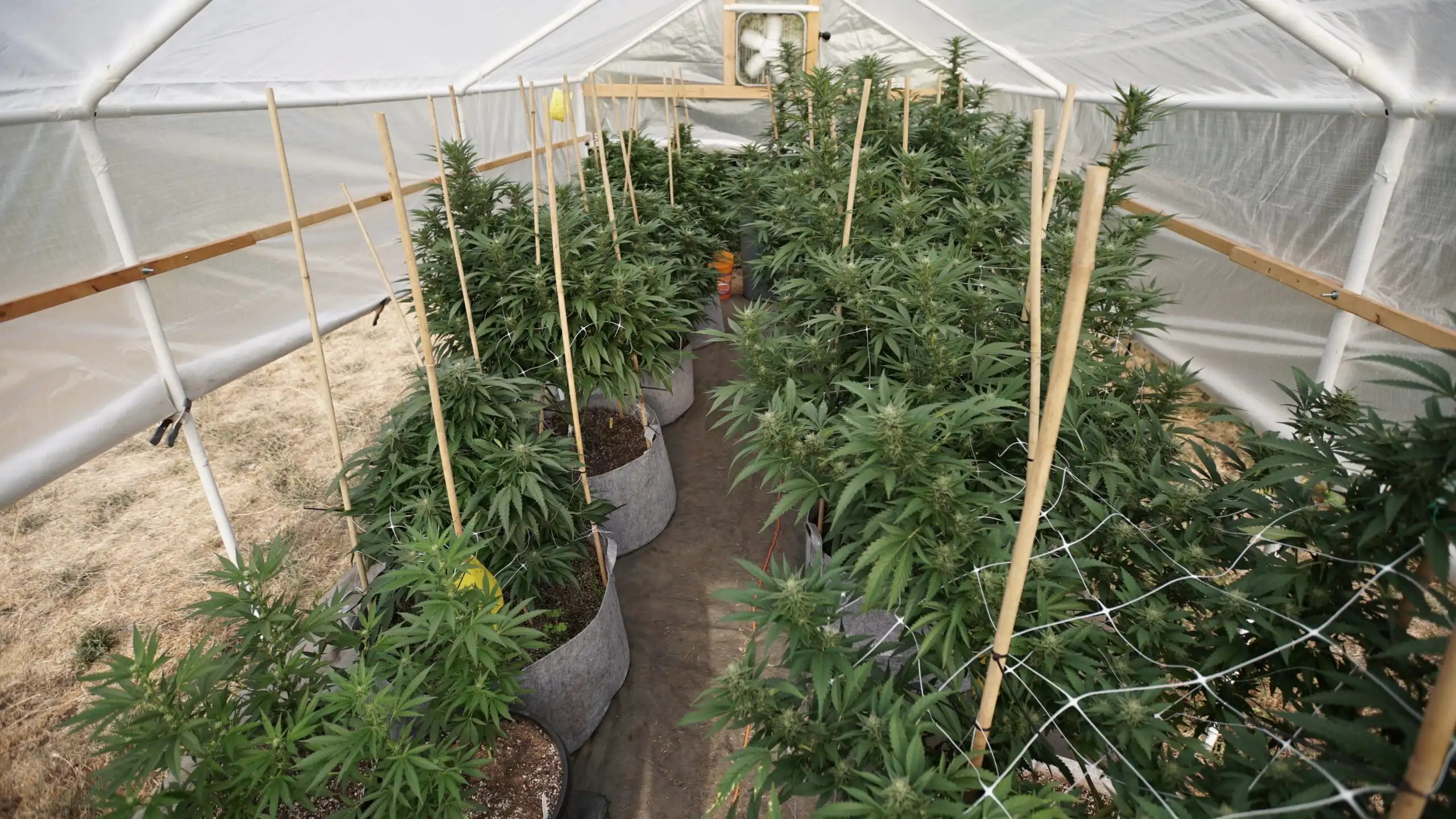 Le gouverneur du New Hampshire oppose son veto au projet de loi autorisant la culture de marijuana médicale dans les serres