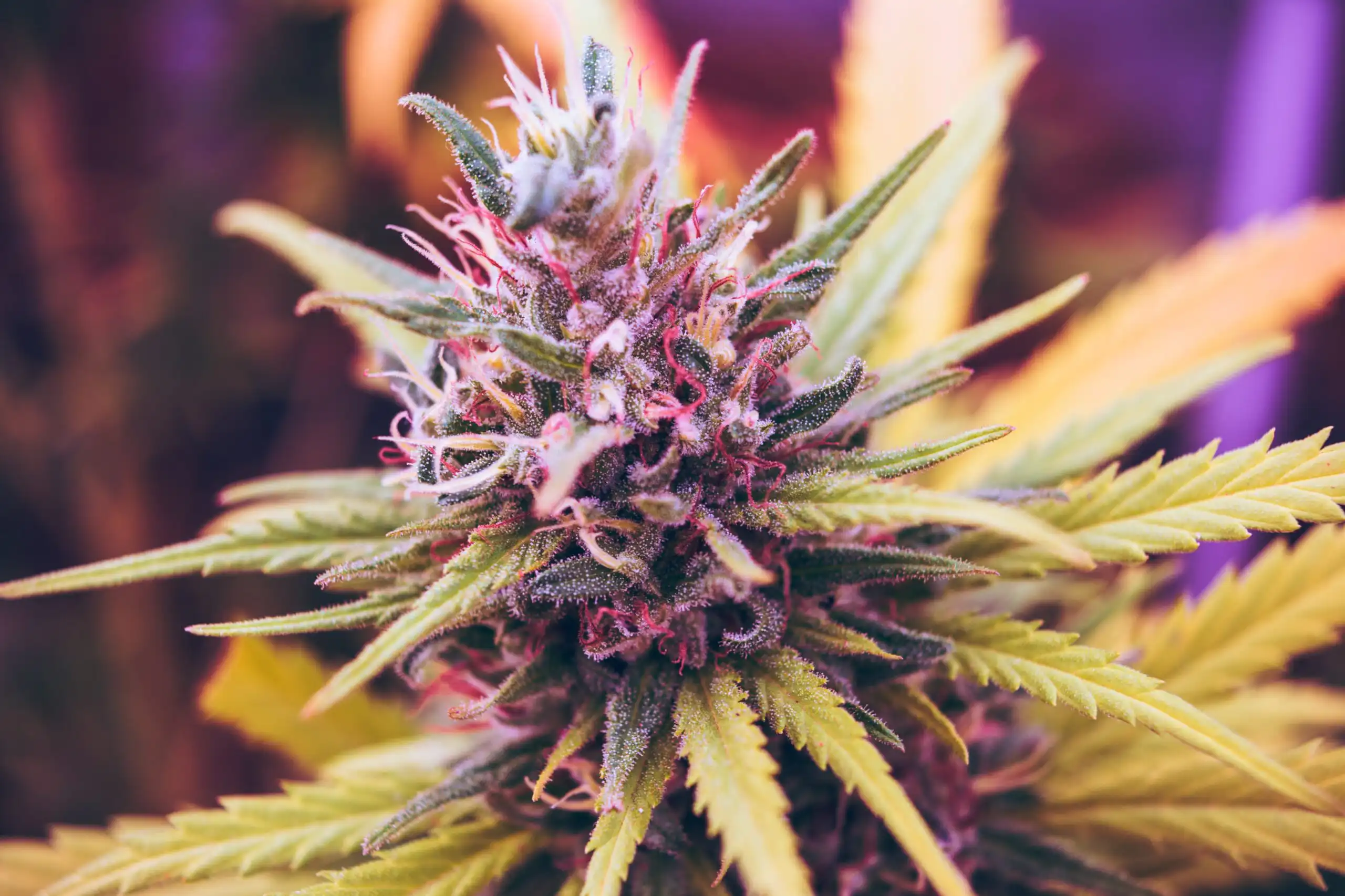 Le lobby des restaurants demande au Congrès de mettre fin à l’interdiction des boissons à base de chanvre et de THC (Newsletter : 18 juin 2026)