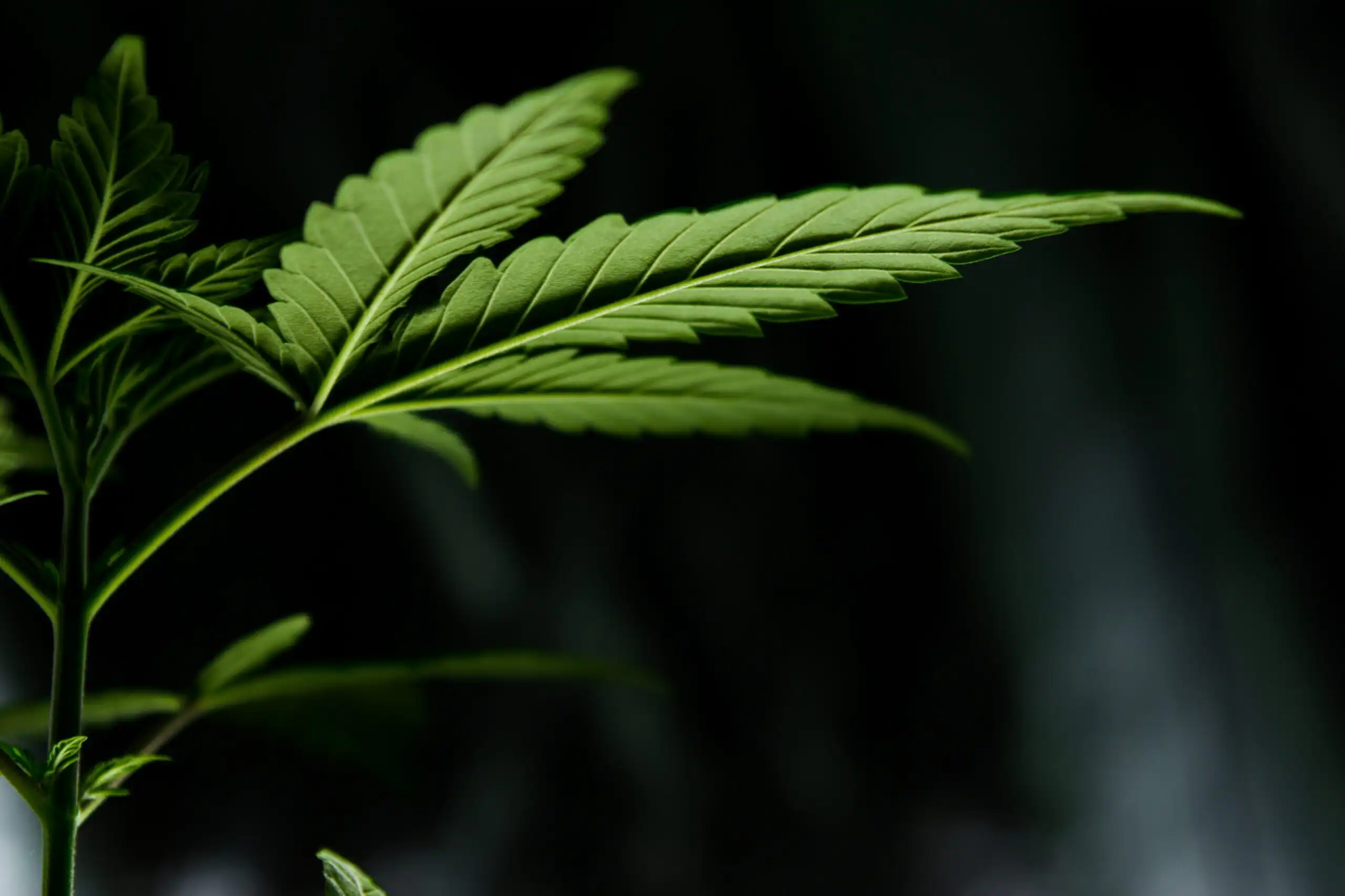 La loi élargie sur la marijuana médicale en Géorgie génère une énorme augmentation du nombre de patients enregistrés