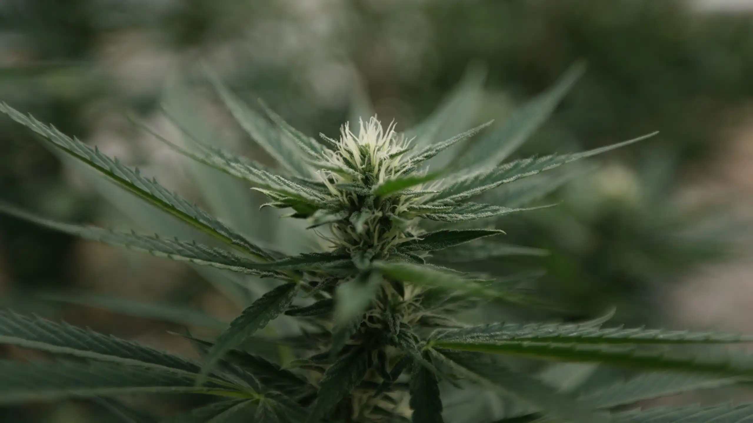 Les autorités du Nebraska approuvent le début de la culture du cannabis médical
