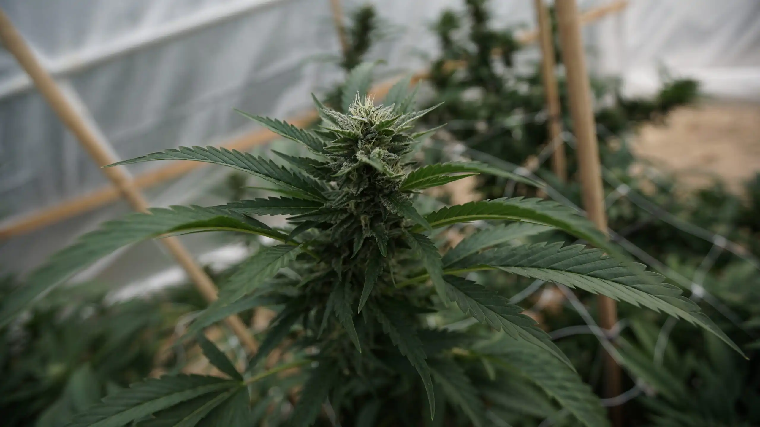 Les législateurs du New Hampshire font pression pour annuler le veto du gouverneur sur le projet de loi sur la culture en serre de marijuana médicale