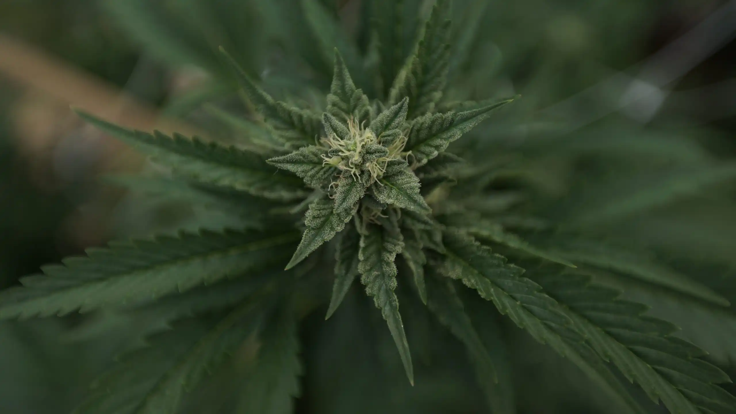 Position intéressante de la DEA en matière de témoignage sur le cannabis en faveur du report de l'audience (Newsletter : 25 juin 2026)