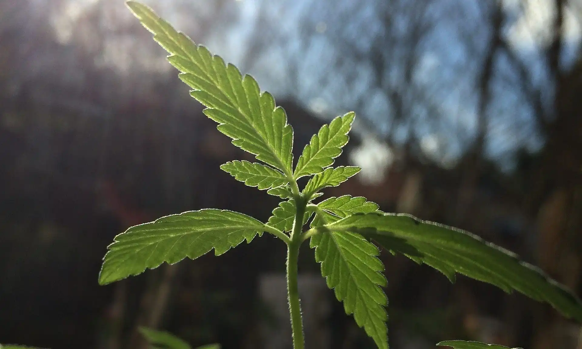 D'autres dispensaires de marijuana pour l'équité sociale dans le Maryland commencent enfin à ouvrir, des années après leur lancement sur le marché