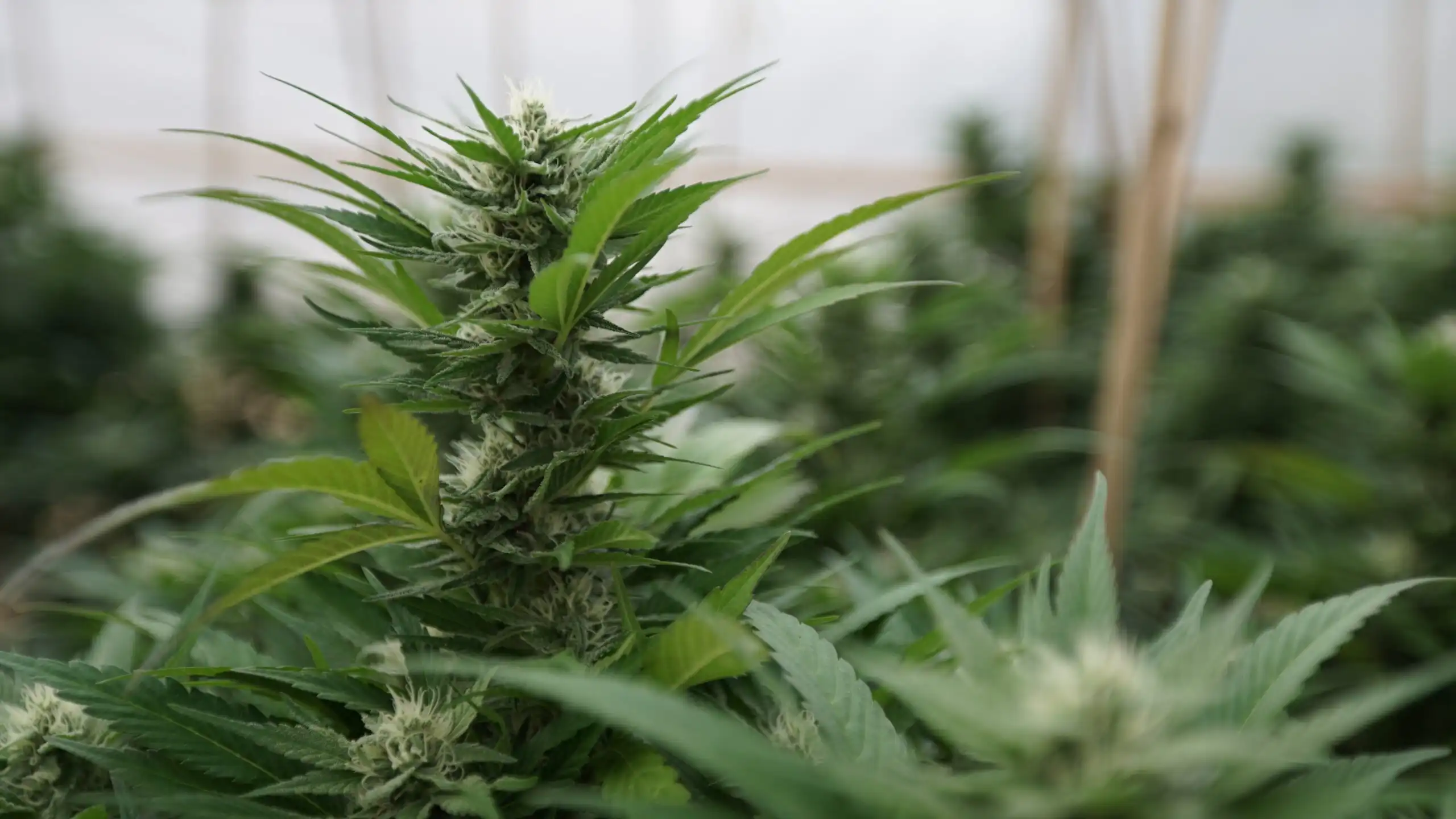 Dans le cadre de l'audience de reprogrammation du cannabis de la DEA (Newsletter : 6 juillet 2026)