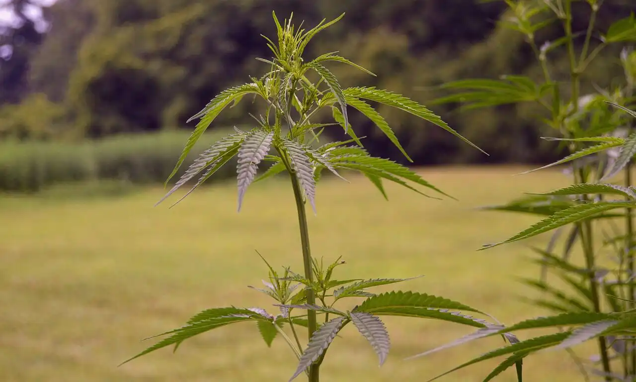 Un juge fédéral autorise le maintien des restrictions sur le THC du chanvre du Texas au milieu d'une action en justice