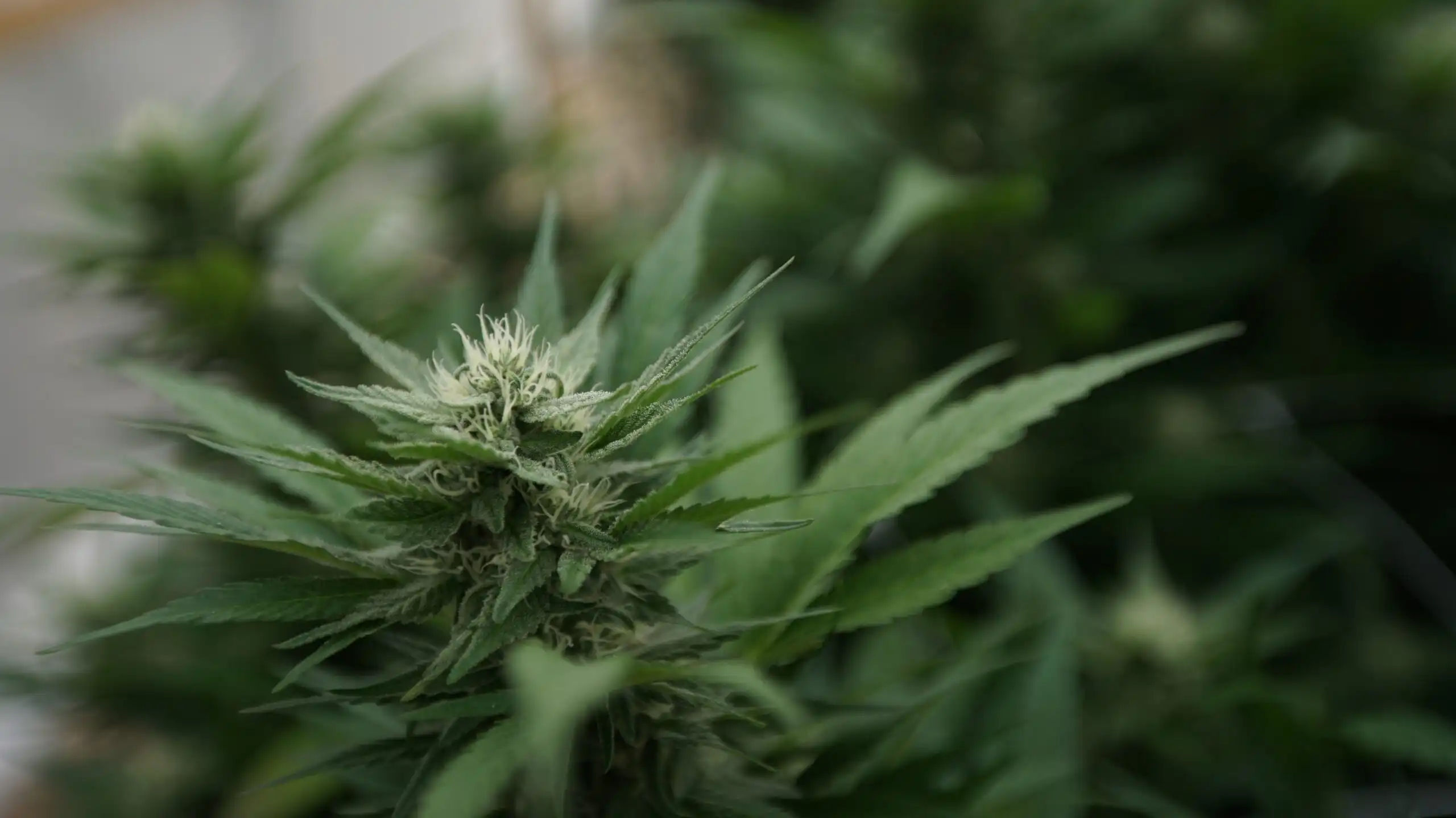 Le gouvernement fédéral publie un rapport sur les balances relatives au cannabis pour aider les responsables de l’État à établir des règles (Newsletter : 8 juillet 2026)