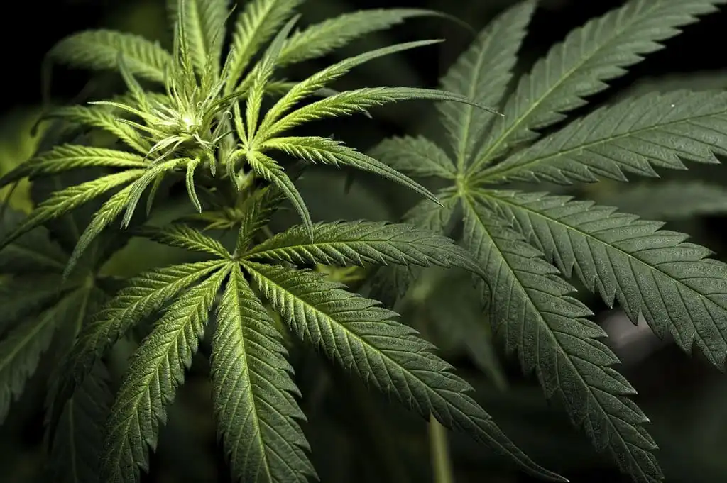 Une députée déclare que les électeurs du Massachusetts devraient rejeter la question anti-marijuana