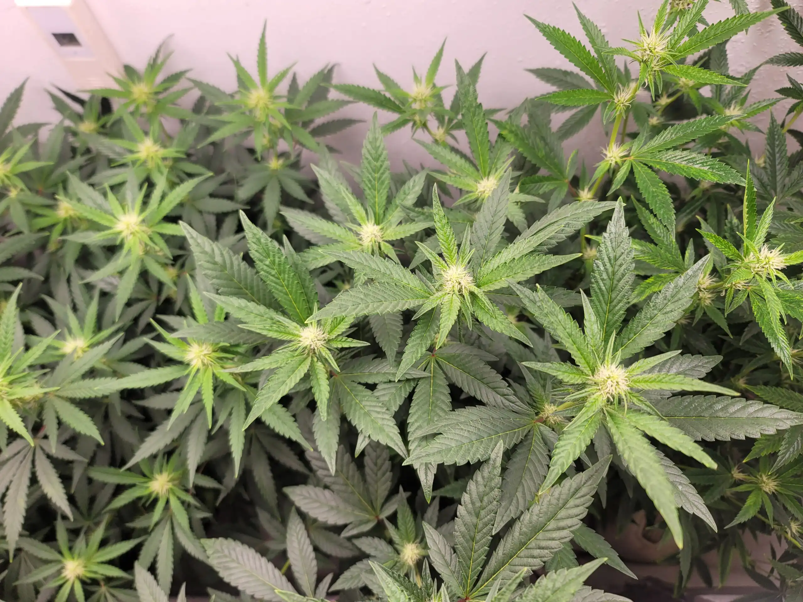 Les responsables de la marijuana médicale du Nebraska approuvent les règles relatives aux frais de demande commerciale et de licence