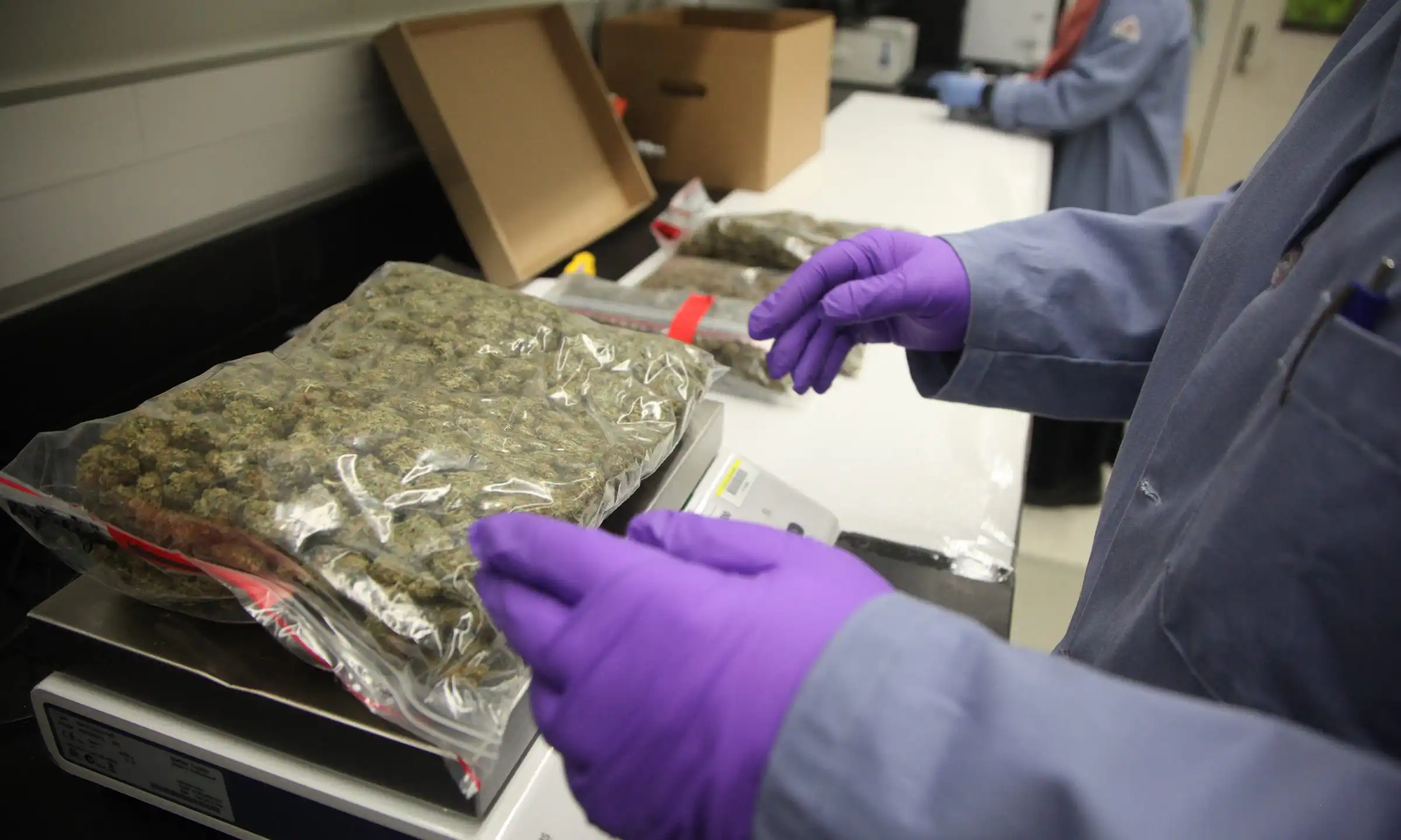 Comment les sociétés de cannabis peuvent profiter du crédit d'impôt pour la recherche et le développement dans le cadre du rééchelonnement fédéral (Op-Ed)