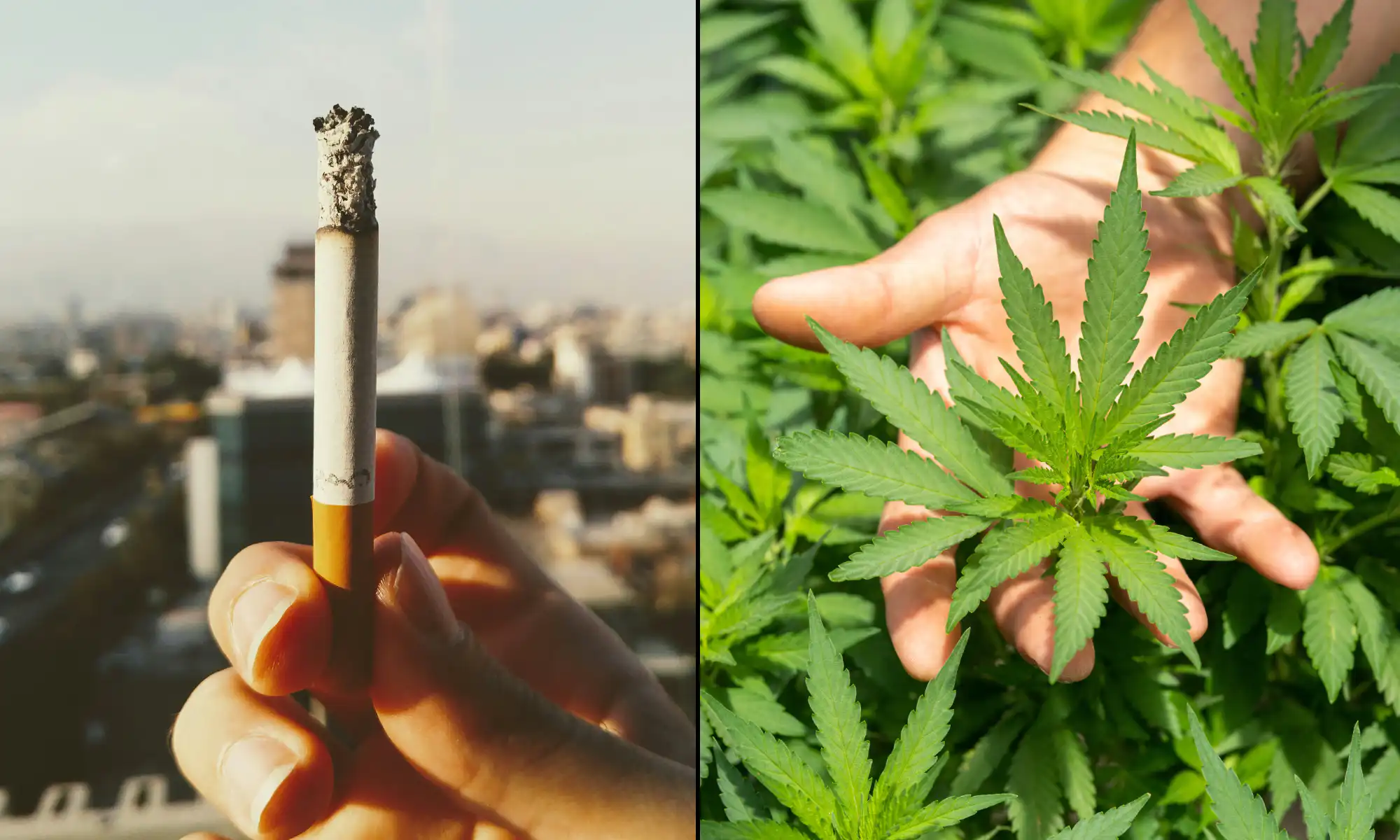 La marijuana est un outil populaire pour les personnes qui tentent d'arrêter de fumer, rivalisant avec les médicaments d'arrêt de la nicotine sur ordonnance, selon une étude