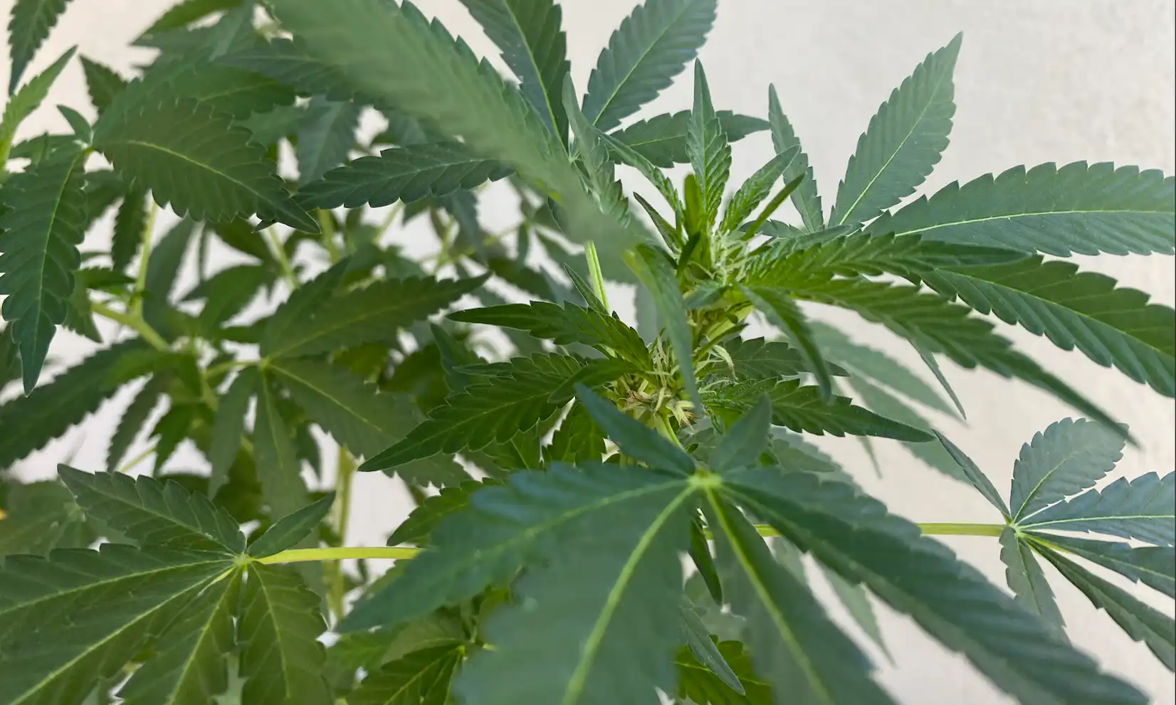 La Maison Blanche repousse le report de l’interdiction des produits à base de chanvre THC (Newsletter : 6 août 2026)
