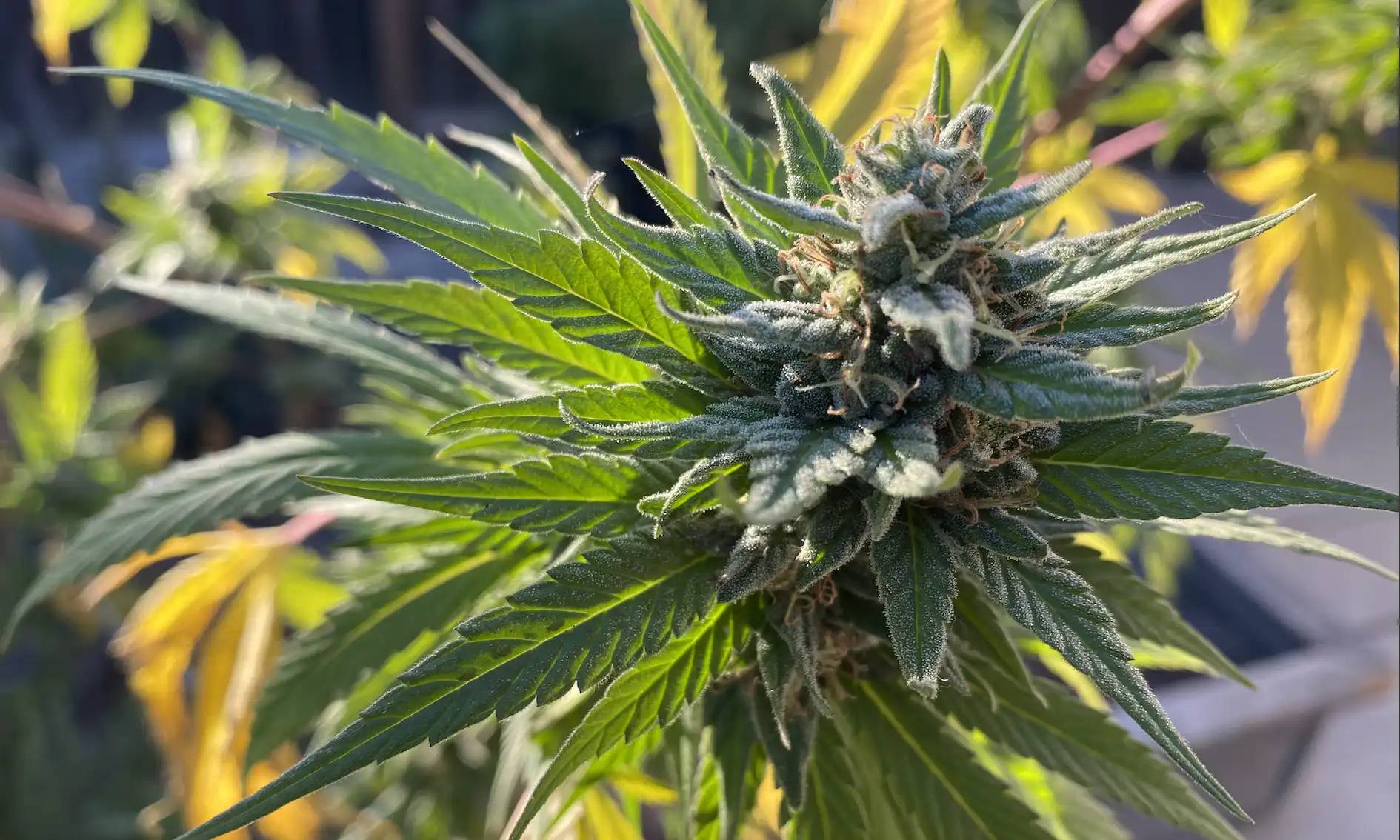 Le rééchelonnement fédéral ouvre la voie aux acquisitions d’entreprises de marijuana alors que les entreprises pharmaceutiques et agricoles regardent l’industrie (Op-Ed)