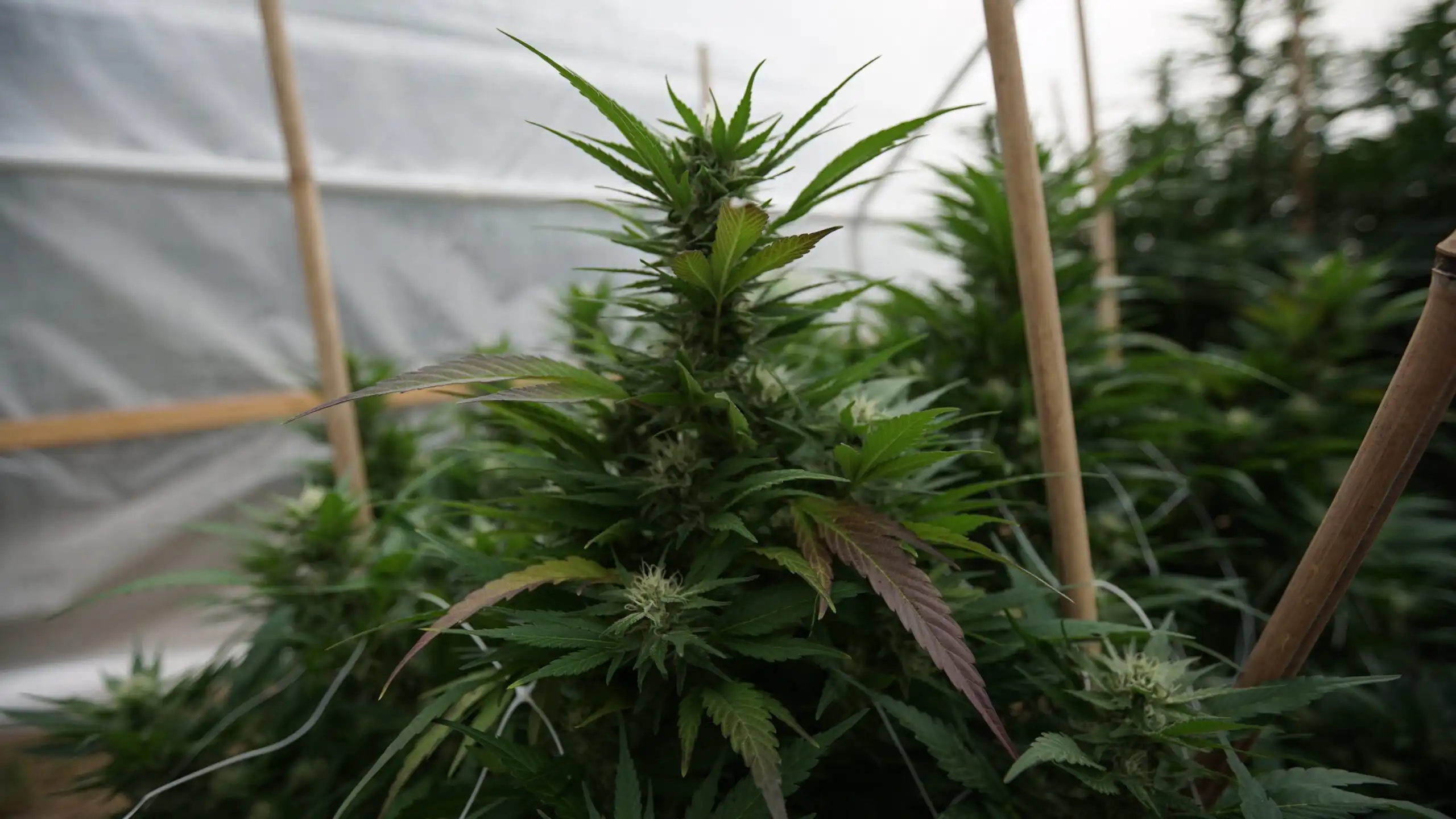 Les législateurs du New Hampshire annulent le veto du gouverneur sur le projet de loi autorisant la culture de marijuana médicale dans les serres