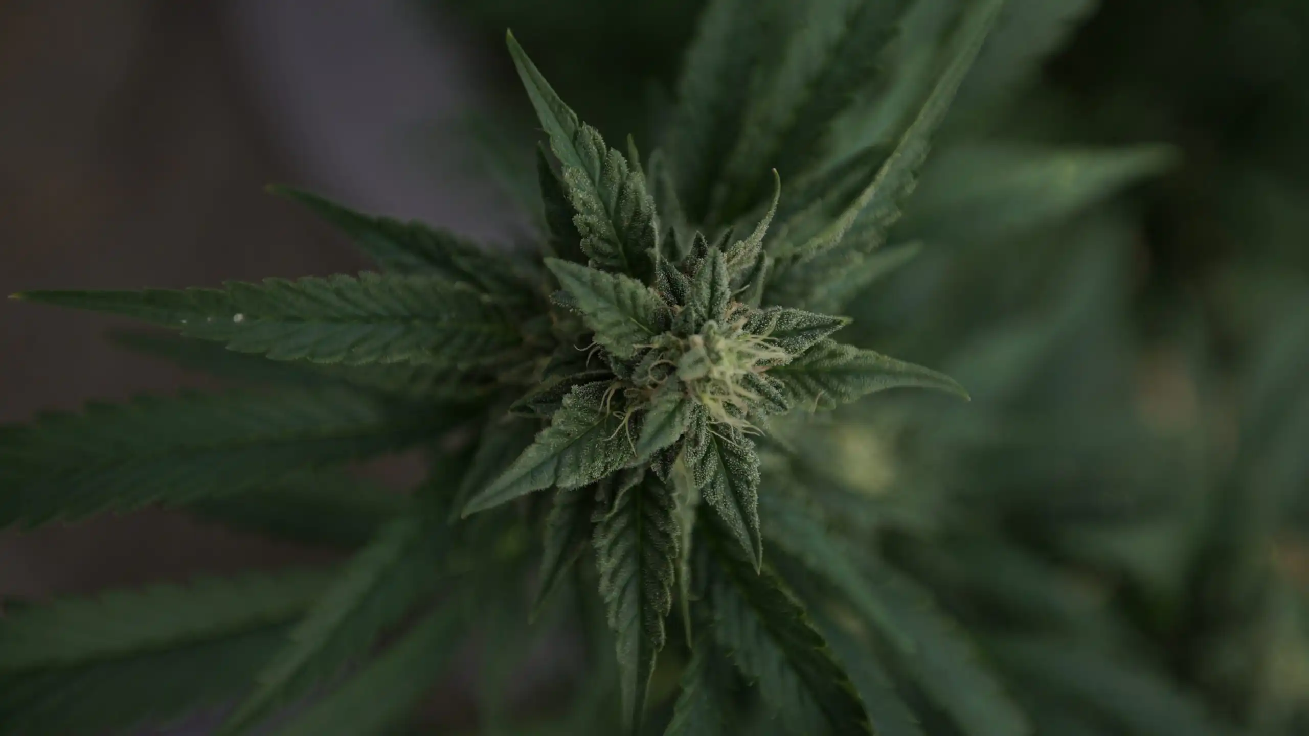 Les Kansans soutiennent la légalisation de la marijuana à des fins récréatives et médicales, selon un sondage
